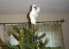Dosen't everyone have a ghost on top of their tree?
